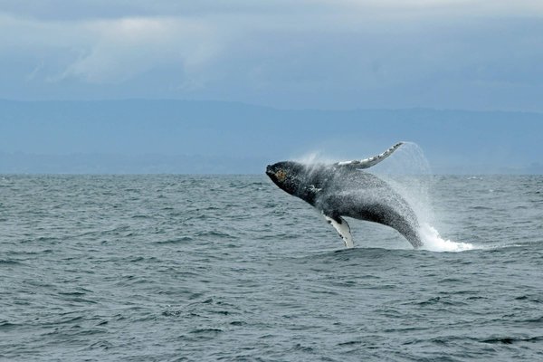 Quels sont les critères pour choisir une croisière axée sur l'observation des baleines en Antarctique?